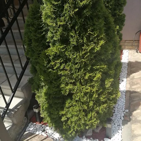 Apartmani Studio Melenci